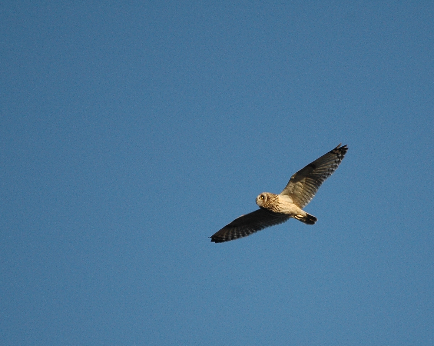 photos/wildlife/Bird_Species/085-Typical_Owls/2826-Short-eared Owl/DSC_4775_sm.jpeg